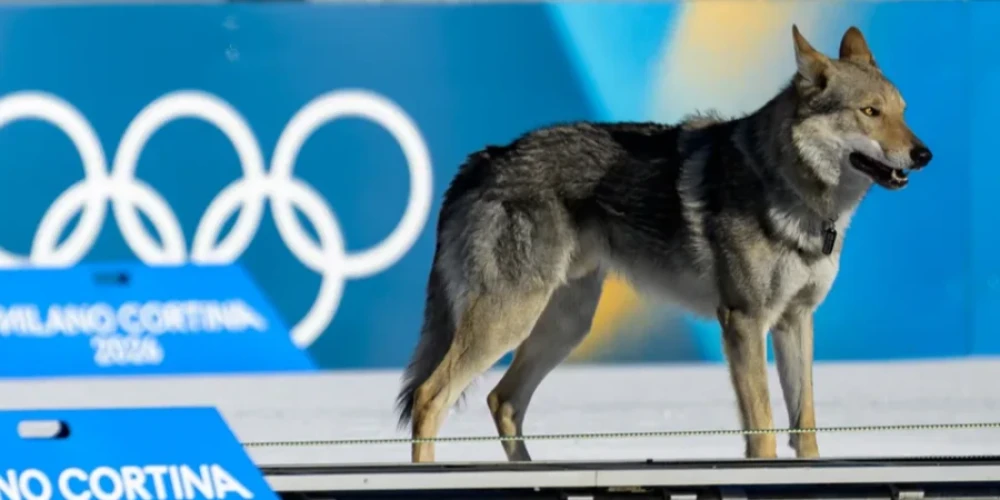 Олимпиада-2026: Әйелдер жарысына ит кіріп кетті
